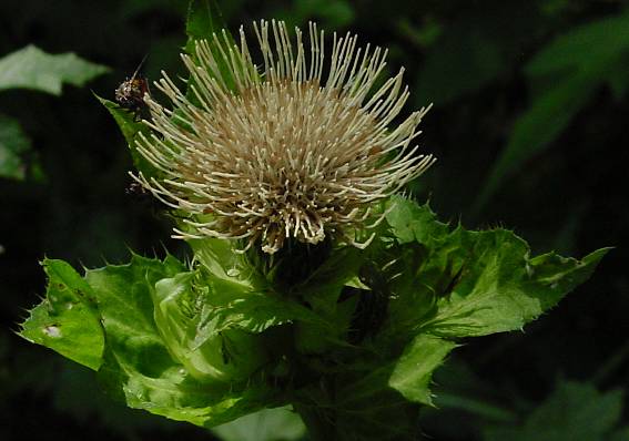 Cirsium oleraceum - Kohldistel - cabbage thistle