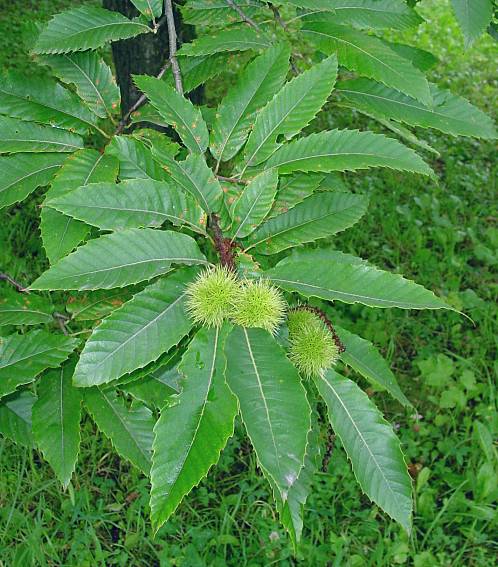 Castanea sativa - Ess-Kastanie - European chestnut