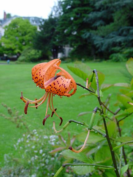 Lilium martagon - Trkenbund-Lilie - turk's cap lily
