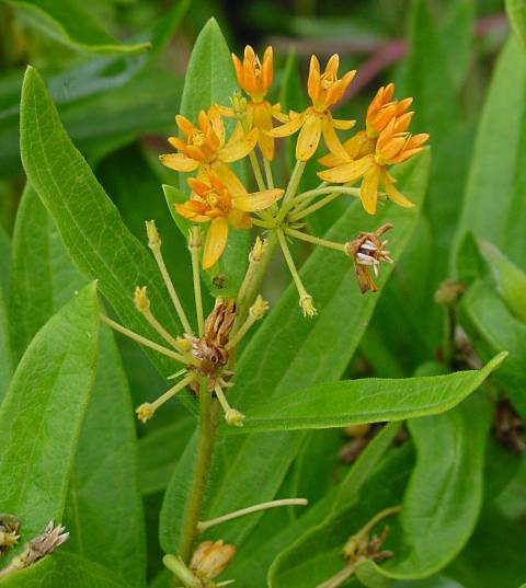 Asclepias tuberosa - Knollige Seidenpflanze - butterfly weed