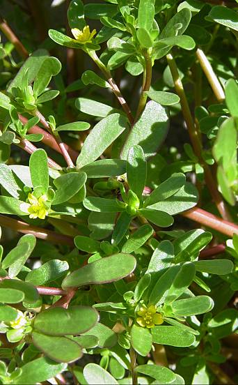 Portulaca oleracea - Portulak - little hogweed
