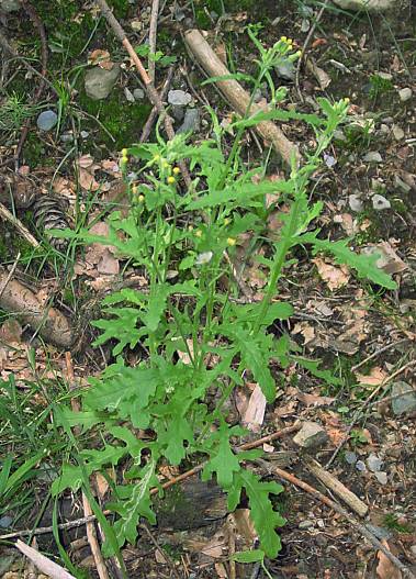 Senecio sylvaticus - Wald-Greiskraut - woodland ragwort