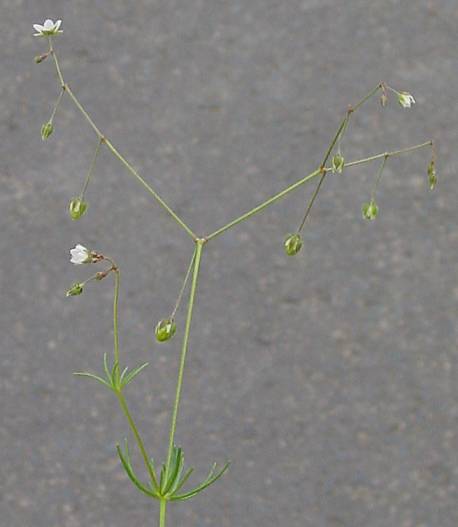 Spergula arvensis - Acker-Spark - corn spurry