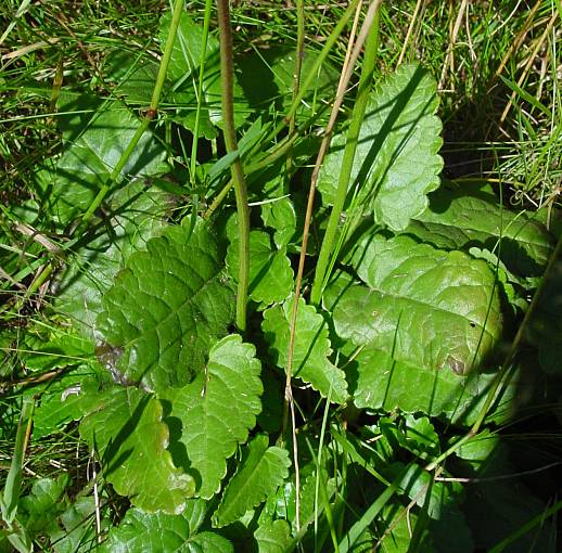 Betonica officinalis - Heil-Ziest - common hedgenettle