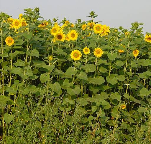 Helianthus annuus - Sonnenblume - common sunflower