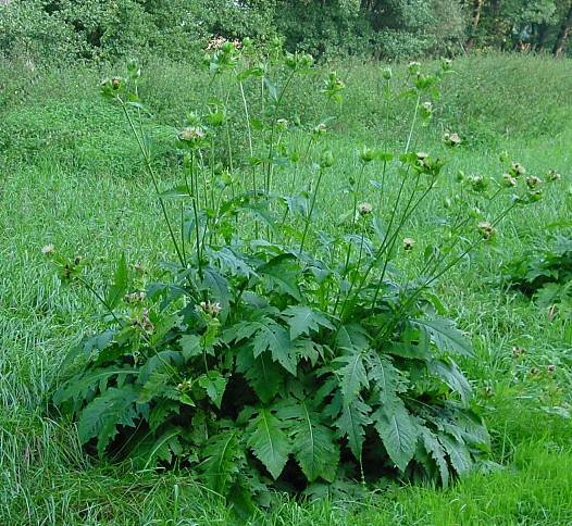 Cirsium oleraceum - Kohldistel - cabbage thistle