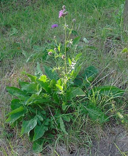 Centaurea scabiosa - Skabiosen-Flockenblume - greater knapweed