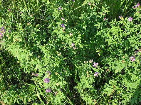 Medicago sativa - Saat-Luzerne - alfalfa