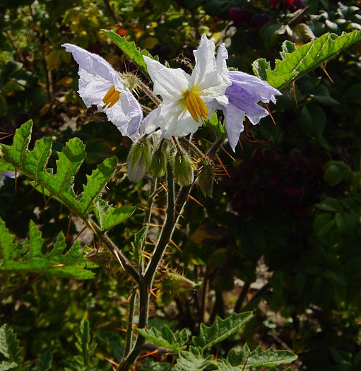 Solanum sisymbriifolium - Raukenblättriger Nachtschatten - 