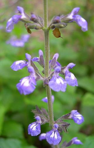 Salvia urticifolia - ? - nettleleaf sage