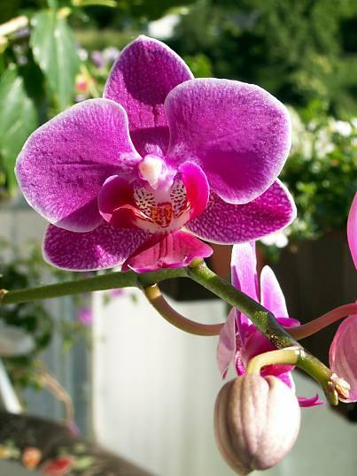 Phalaenopsis spec. - Schwanenorchidee - 