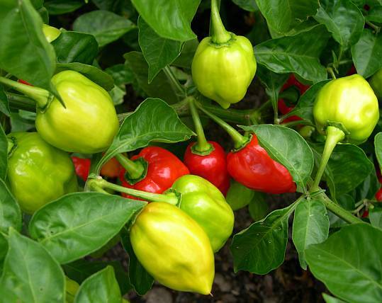 Capsicum chinense - Chili - habanero