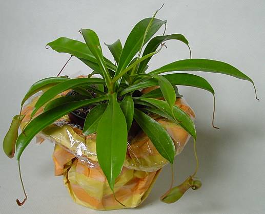 Nepenthes Hybr. - Kannenpflanze - pitcher plant