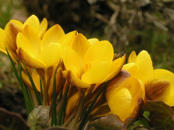 Crocus spec. - Krokus - Crocus