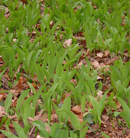 Allium ursinum - Bren-Lauch - bear's garlic