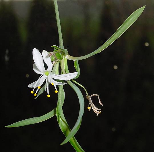 Chlorophytum comosum - Grnlilie - spider plant