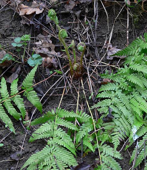 Dryopteris filix-mas - Gewhnlicher Wurmfarn - male fern