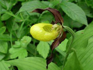 Cypripedium calceolus - Frauenschuh - yellow lady's slipper