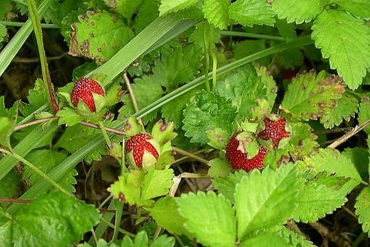 Duchesnea indica - Indische Scheinerdbeere - Indian strawberry