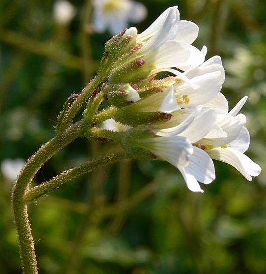 Saxifraga granulata - Knllchen-Steinbrech - meadow saxifrage