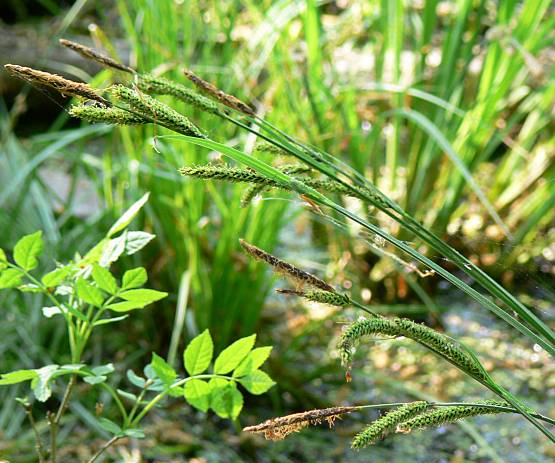 Carex elata - Steife Segge - tufted sedge