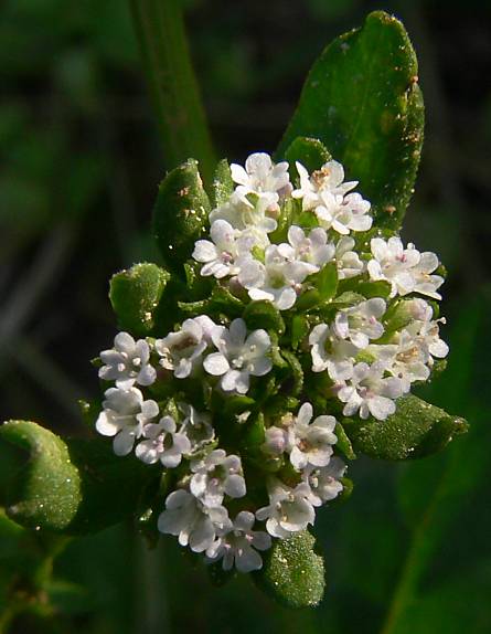 Valerianella locusta - Gewöhnlicher Feldsalat - cornsalad