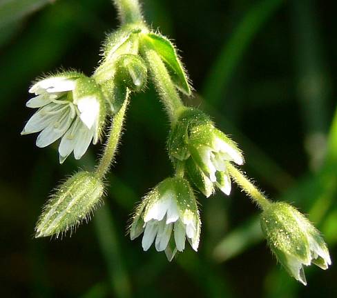 Cerastium holosteoides - Gemeines Hornkraut - common mouse-ear chickweed