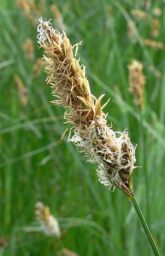 Carex disticha - Zweizeilige Segge - brown sedge