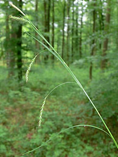Carex sylvatica - Wald-Segge - European woodland sedge