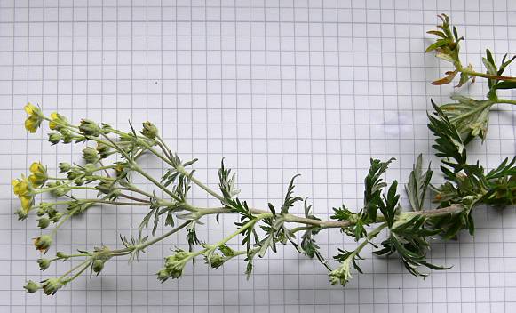 Potentilla argentea - Silber-Fingerkraut - silver cinquefoil