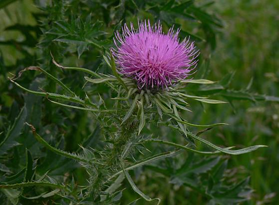 Carduus acanthoides - Weg-Distel - spiny plumeless thistle