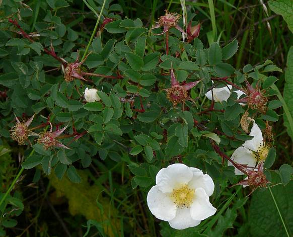 Rosa spinosissima - Bibernell-Rose - Scotsh rose