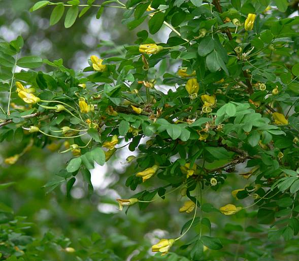 Caragana arborescens - Gewhnlicher Erbsenstrauch - Siberian peashrub