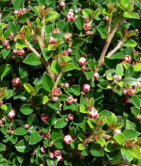 Cotoneaster atropurpureus - Zwergmispel - cotoneaster