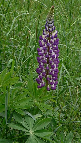 Lupinus spec. - Lupine - lupine