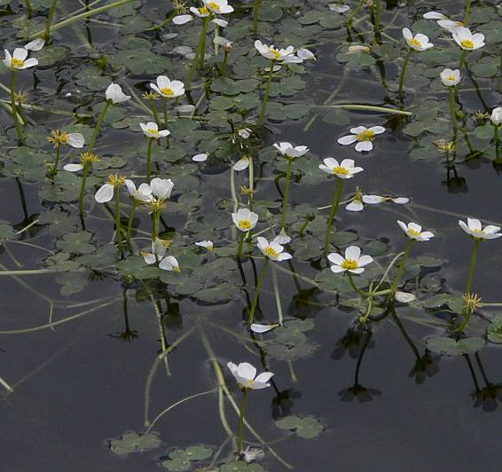 Ranunculus aquatilis - Gewhnlicher Wasserhahnenfu - white water crowfoot