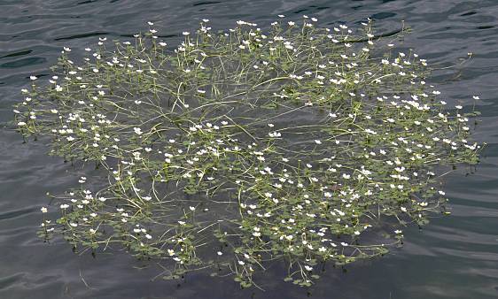 Ranunculus aquatilis - Gewhnlicher Wasserhahnenfu - white water crowfoot