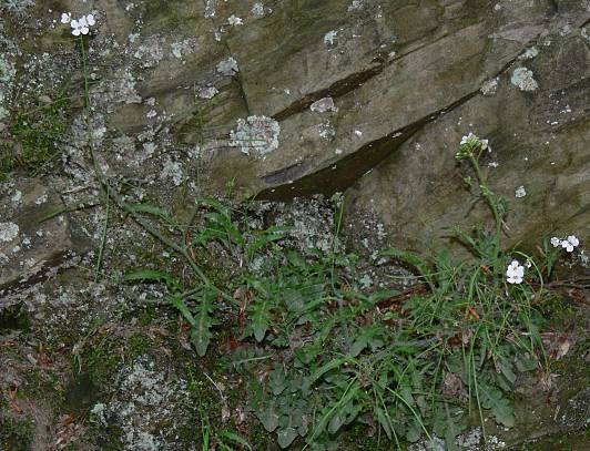 Arabidopsis arenosa - Sand-Schaumkresse - sand rockcress