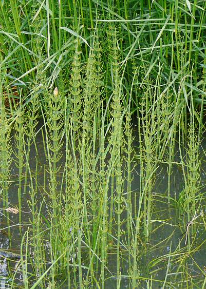 Equisetum fluviatile - Teich-Schachtelhalm - water horsetail