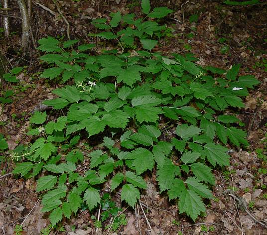 Actaea spicata - Christophskraut - black baneberry