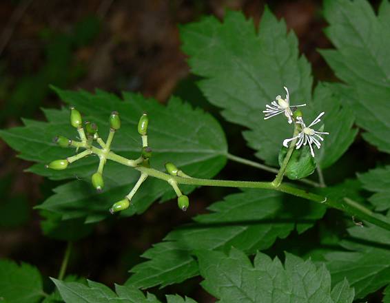 Actaea spicata - Christophskraut - black baneberry