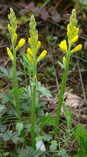 Chamaespartium sagittale - Flgelginster - arrow-jointed broom