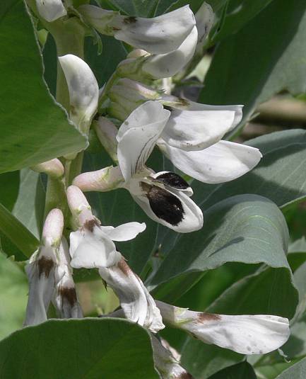 Vicia faba - Acker-Bohne - broad bean