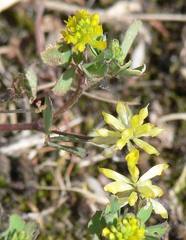 Trifolium dubium - Gewhnlicher kleiner Klee - lesser trefoil