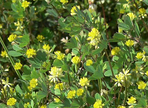 Trifolium dubium - Gewhnlicher kleiner Klee - lesser trefoil