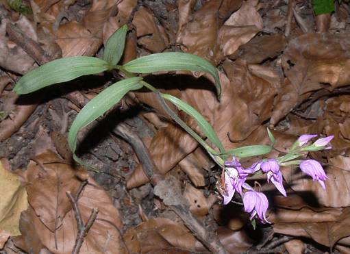 Cephalanthera rubra - Rotes Waldvgelein - red helleborine