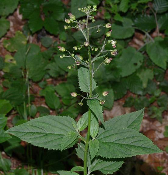 Scrophularia nodosa - Knotige Braunwurz - woodland figwort