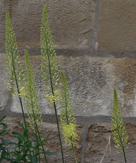 Eremurus spec. - Gelb Steppenkerze - foxtail liliy