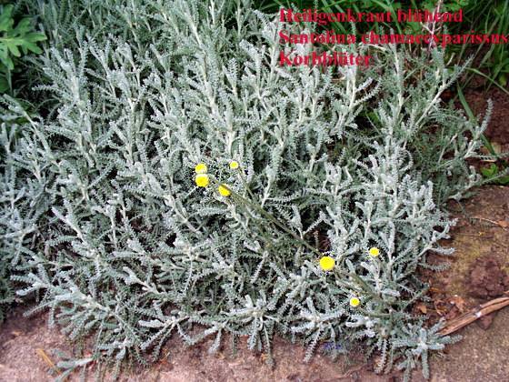 Santolina chamaecyparissus - Heiligenkraut - lavender cotton