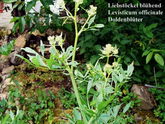 Levisticum officinale - Liebstöckel - garden lovage